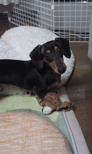 久しぶりの運動会