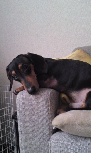 最近のはやり（ラオウバ―ジョン）