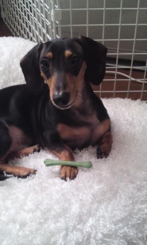 ハナちゃんの真似しちゃった~(*^o^*)