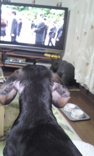 先週に引き続き