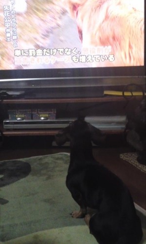 真剣に見てるニュースは?