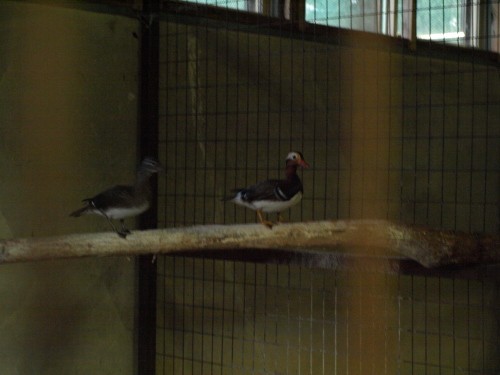盛岡市動物公園から二羽のオシドリがやってきました!