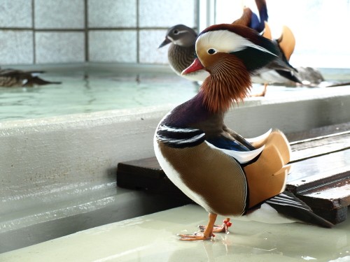 「オシドリくん♪」観察日記....。