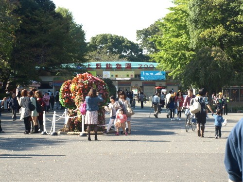 恩賜上野動物園　パンダのシンシン