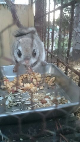 悩める営繕班長 トタンを打ち付けたとたん
