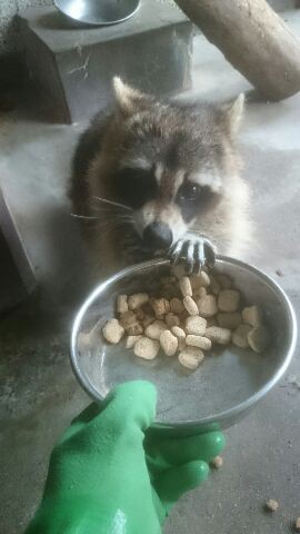 ペットを飼うということ