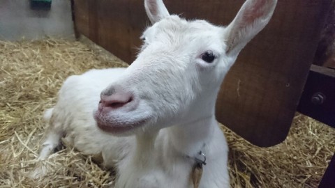 写真はユズ　カタカナ