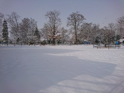 雪が降りました。