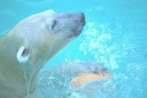 昔のどうぶつえん写真展②