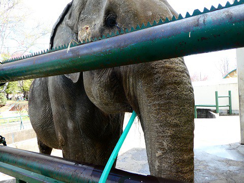 おびひろ動物園の1丁目1番地は