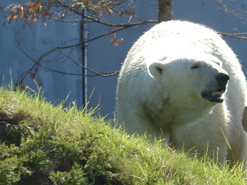 円山動物園　ホッキョクグマ