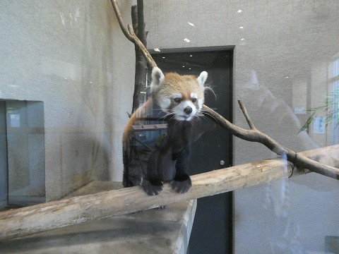 レッサーパンダ　円山動物園