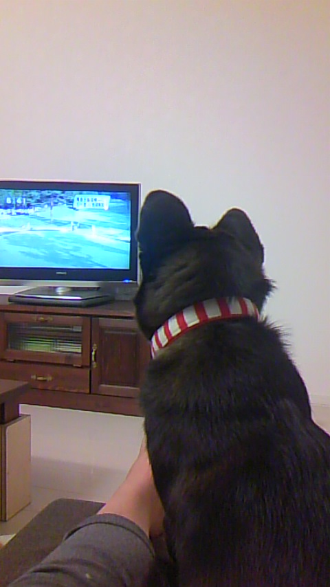 テレビっ子