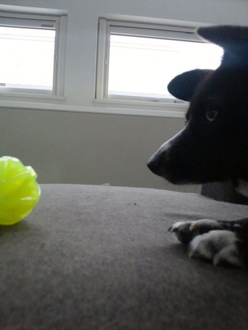 燃える犬。