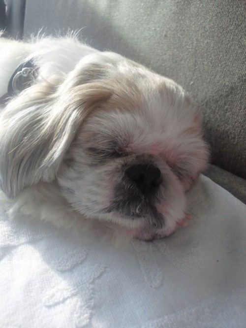 犬・犬・メス犬。