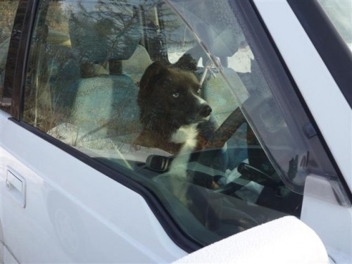 これがホントの負け犬。