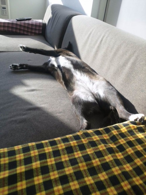 ぴーん。