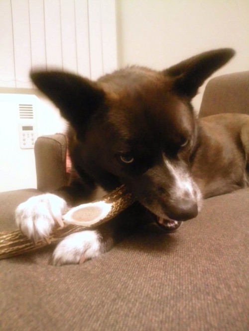 鹿犬。