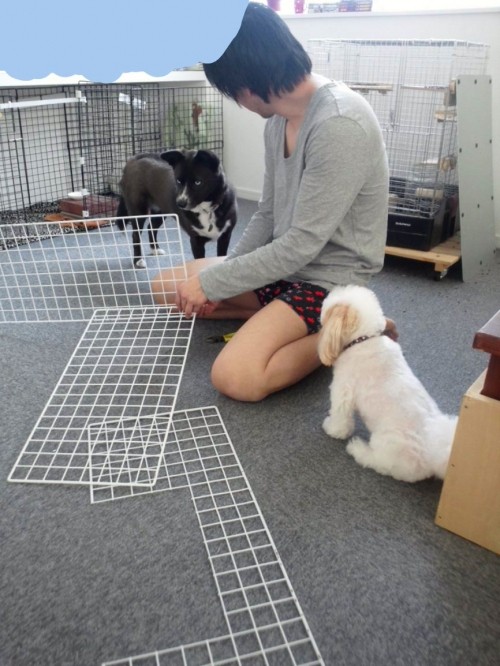 わらわらと集まる。