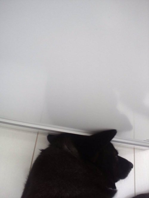 ザビエル風に。