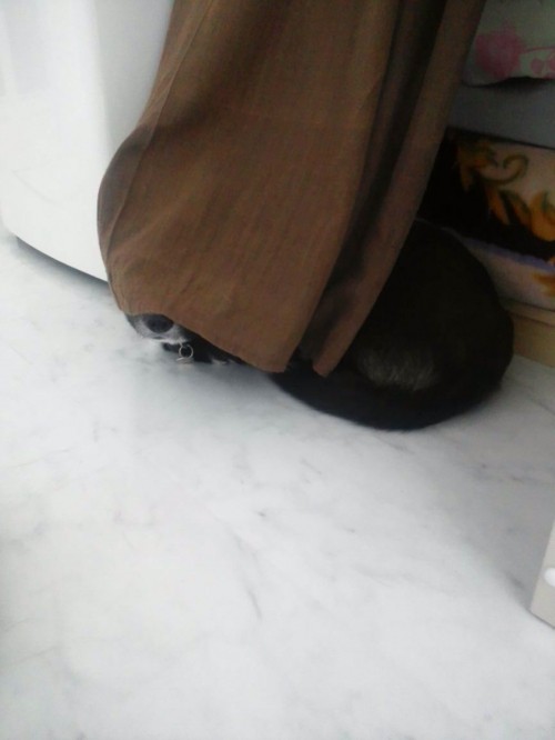 あたちなら、