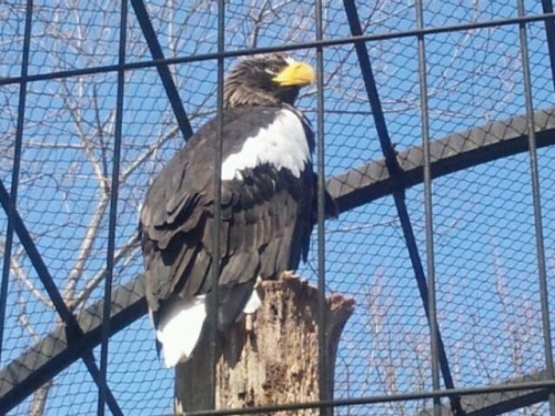 釧路市動物園