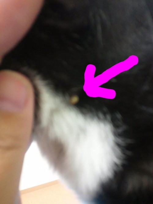 つぶのトモダチ。