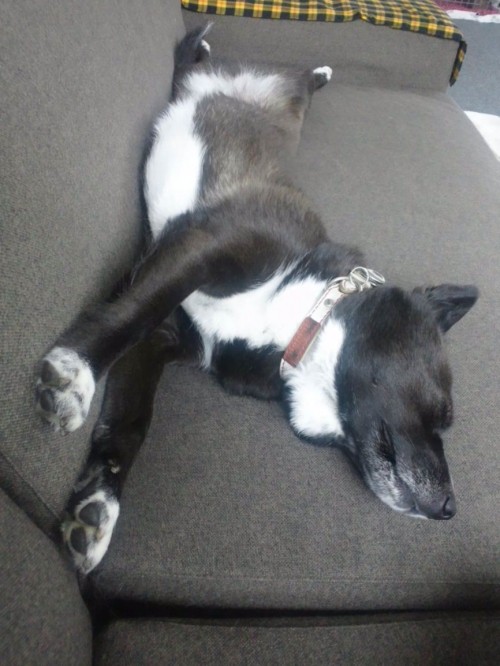 飛べない犬はただの犬だ。