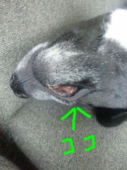 犬好きな方に質問。