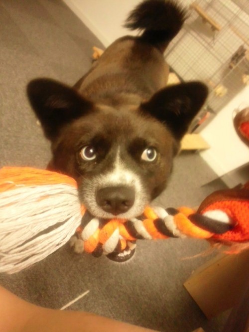 大型犬用。