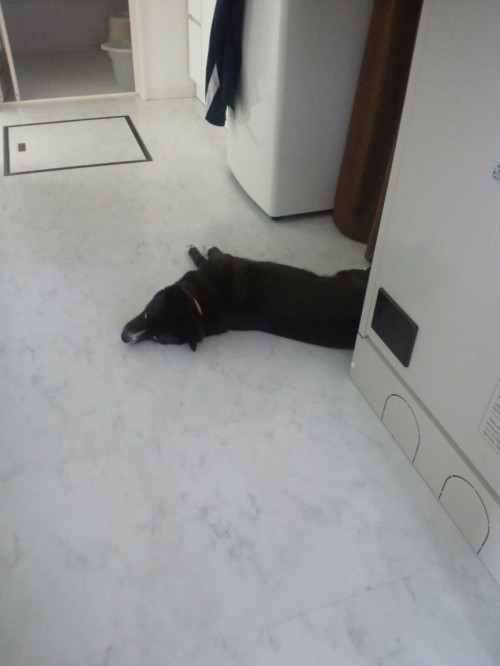 ぐだぐだ。
