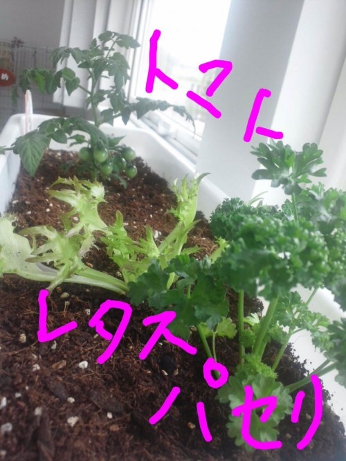 パクリ2