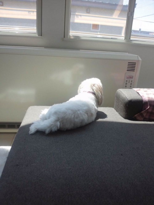 うにこうにこうにこ