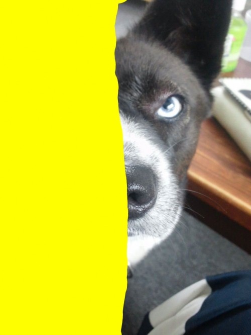 犬、怒る。　　　？