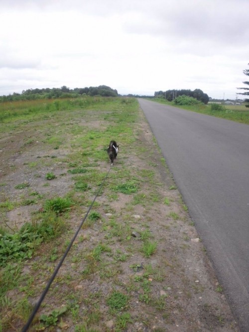 連写犬。