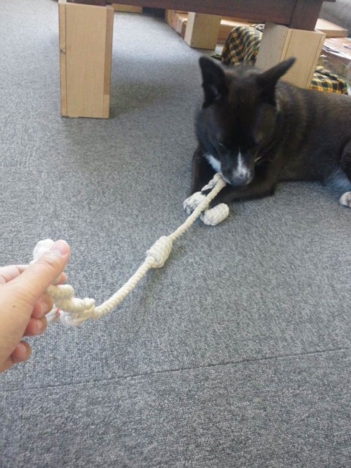 誰のロープだ。