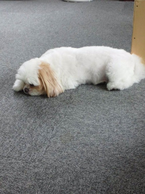 凹む犬と凹む豚。