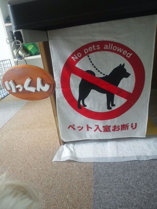 特に黒い犬。