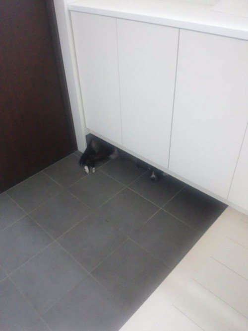 しみつきち。
