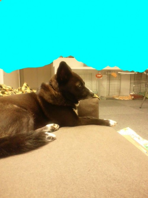 真犬。