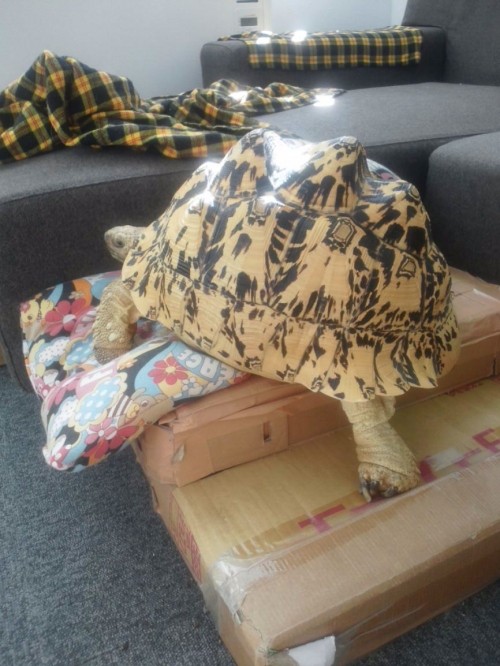 そこに山があるから登るのだ。