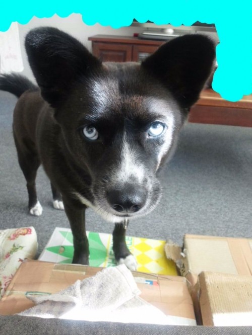 デカすぎね？？