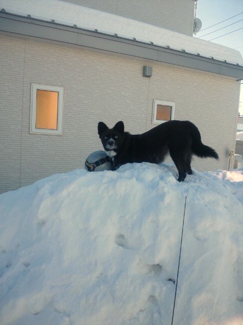 雪山山頂で。