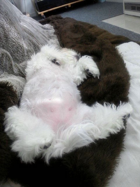 眠るぽんぽこりん。