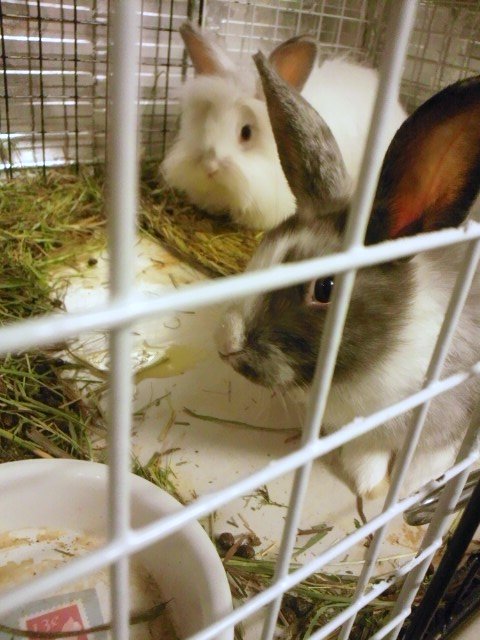 この2兎。