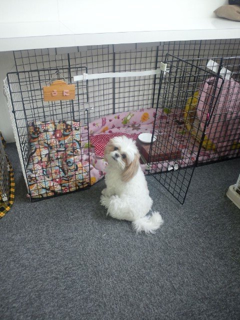 ハウス。