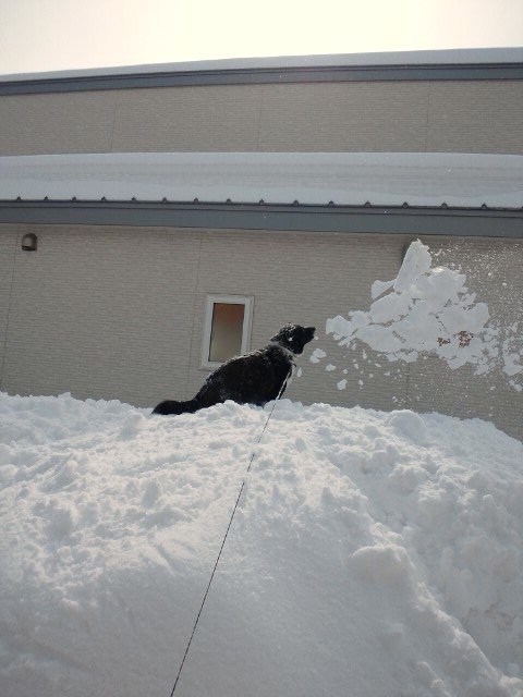 戦う犬。戦わない犬。