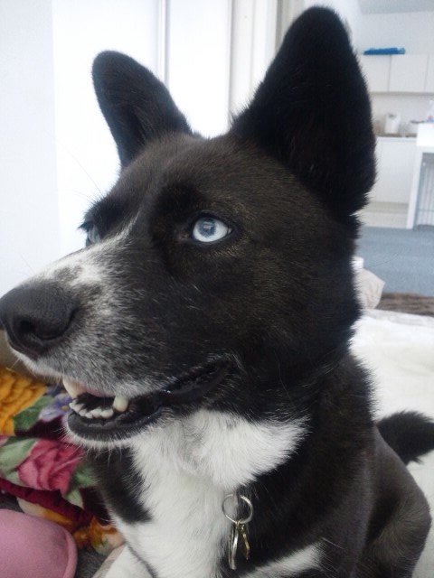 綿出し犬。