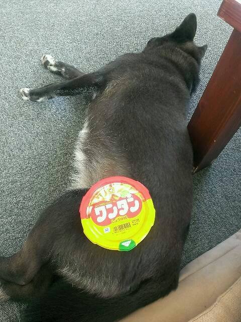 ワンちゃんと。