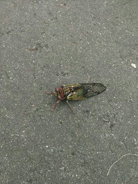 虫。